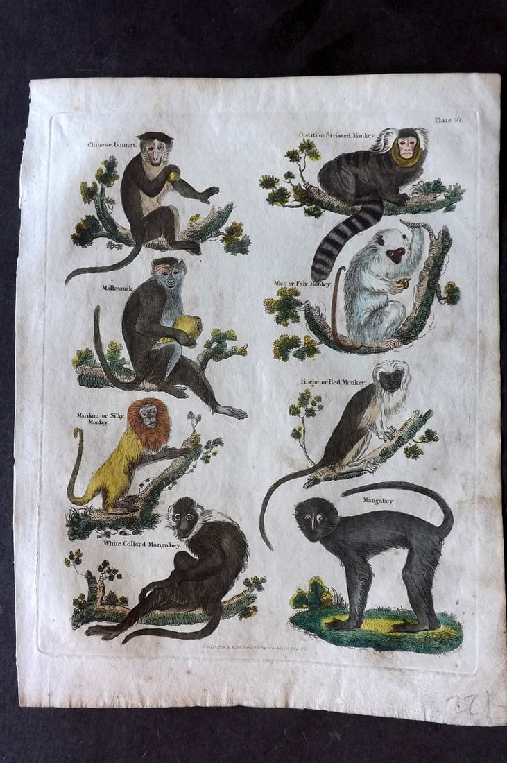 Buffon & Smellie 1817 Hand Colored Print. Monkeys 40: Hand Colored Copper Plate Published 1817 by Thomas Kelly, London for "A Natural History, General and Particular..." by The Comte de Buffon and William Smellie. Paper Size: 10.5 x 8 inch (27 x 21cm) Mi