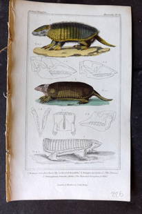 Cuvier, Baron 1837 Hand Col Print. Armadillo: Hand Colored Etching/Engraving Published 1834-37, London for "The Animal Kingdom" by the Baron Georges Cuvier. Paper Size: 8 x 5 inch (21 x 13cm) Good Condition