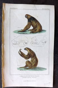 Cuvier, Baron 1837 Hand Col Print. Sloths: Hand Colored Etching/Engraving Published 1834-37, London for "The Animal Kingdom" by the Baron Georges Cuvier. Paper Size: 8 x 5 inch (21 x 13cm) Good Condition