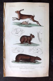 Cuvier, Baron 1837 Hand Col Print. Hare & Capybara: Hand Colored Etching/Engraving Published 1834-37, London for "The Animal Kingdom" by the Baron Georges Cuvier. Paper Size: 8 x 5 inch (21 x 13cm) Good Condition
