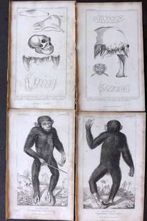 Cuvier, Baron 1837 Lot of 4 Prints. Monkeys & Monkey Anatomy: Hand Colored Etching/Engraving Published 1834-37, London for "The Animal Kingdom" by the Baron Georges Cuvier. Paper Size: 8 x 5 inch (21 x 13cm) Minor toning present, otherwise Good Condition