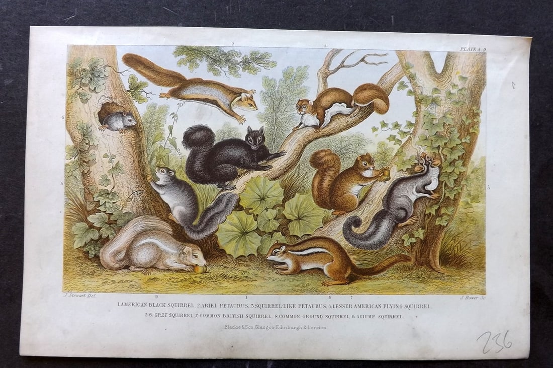 Goldsmith, Oliver 1876 Antique Print. Squirrels: Colour Printed Woodblock Published 1876 by Blackie & Son, London for "A History of the Earth and Animated Nature" by Oliver Goldsmith. Paper Size: 9.5 x 6 inch (24 x 16cm) Good Condition
