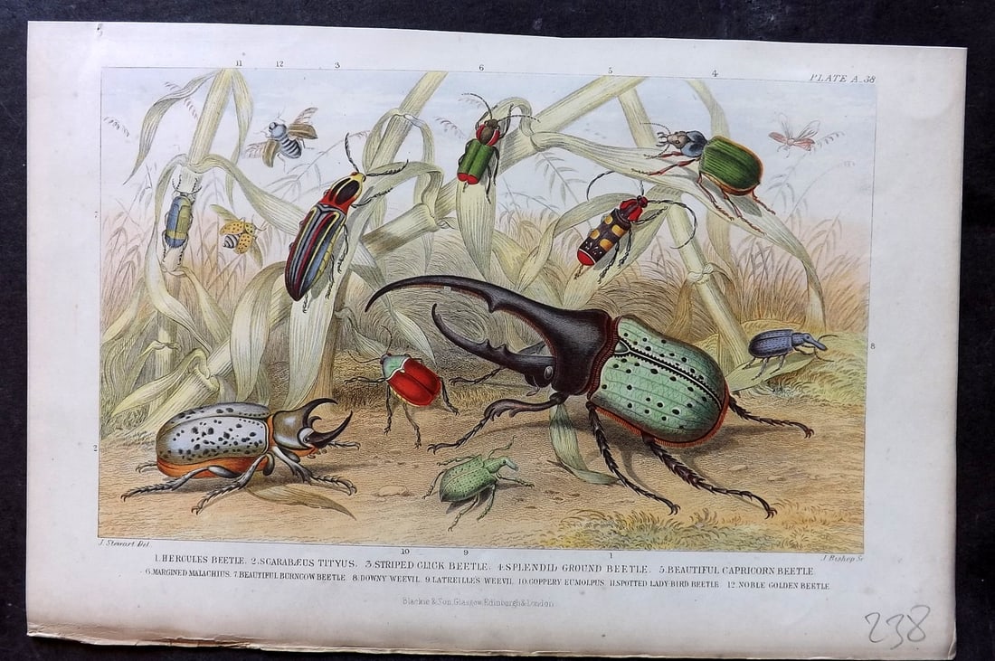 Goldsmith, Oliver 1876 Antique Print. Beetles: Colour Printed Woodblock Published 1876 by Blackie & Son, London for "A History of the Earth and Animated Nature" by Oliver Goldsmith. Paper Size: 9.5 x 6 inch (24 x 16cm) Good Condition