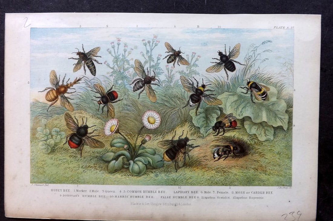 Goldsmith, Oliver 1876 Antique Print. Bees: Colour Printed Woodblock Published 1876 by Blackie & Son, London for "A History of the Earth and Animated Nature" by Oliver Goldsmith. Paper Size: 9.5 x 6 inch (24 x 16cm) Good Condition