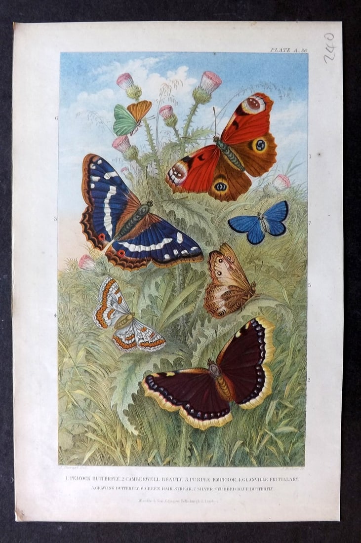 Goldsmith, Oliver 1876 Antique Print. Butterflies: Colour Printed Woodblock Published 1876 by Blackie & Son, London for "A History of the Earth and Animated Nature" by Oliver Goldsmith. Paper Size: 9.5 x 6 inch (24 x 16cm) Good Condition