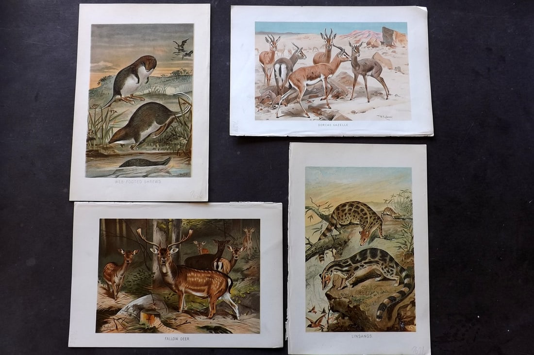 Lydekker, Richard 1896 Lot of 4 Natural History Prints: Chromolithograph Published 1894-96, London for "The Royal Natural History" by Richard Lydekker. Illustrated by Smit, Keulemans, Wolf and others. Paper Size: 10 x 6.5 inch (25 x 16.5cm) Good Condition