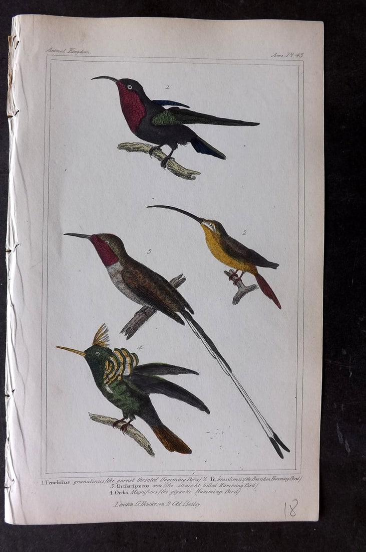 Cuvier, Baron 1837 Hand Col Bird Print. Hummingbirds 43: Hand Colored Etchings/Engravings Published 1834-37, London for "The Animal Kingdom" by the Baron Georges Cuvier. Paper Size: 8 x 5 inch (21 x 13cm) Good Condition