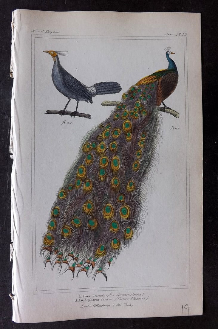 Cuvier, Baron 1837 Hand Col Bird Print. Peacock , Cuviers Pheasant 56 (1 of 1)