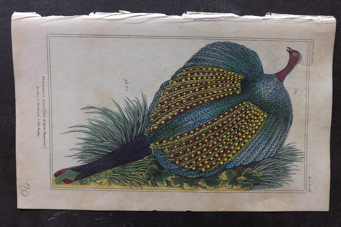 Cuvier, Baron 1837 Hand Col Bird Print. Argus Pheasant 59: Hand Colored Etchings/Engravings Published 1834-37, London for "The Animal Kingdom" by the Baron Georges Cuvier. Paper Size: 8 x 5 inch (21 x 13cm) Some toning, otherwise Good Condition