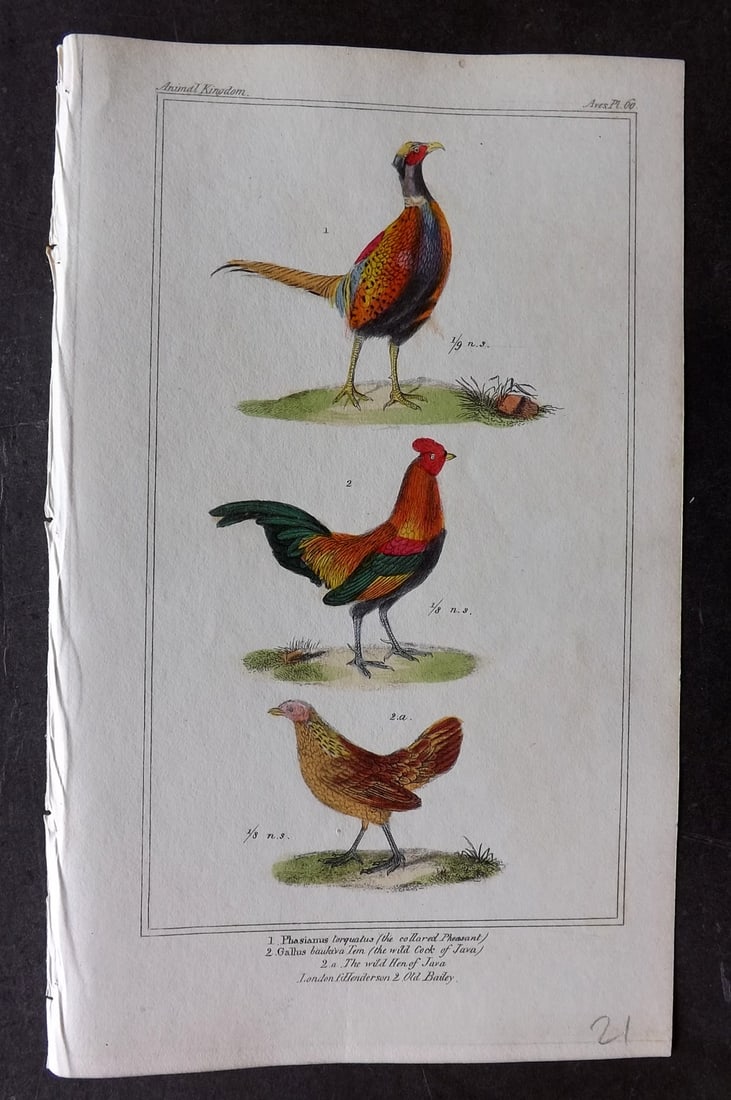 Cuvier, Baron 1837 Hand Col Bird Print. Collared Pheasant, Wild Cock & Hen of Java 60 Poultry: Hand Colored Etchings/Engravings Published 1834-37, London for "The Animal Kingdom" by the Baron Georges Cuvier. Paper Size: 8 x 5 inch (21 x 13cm) Good Condition