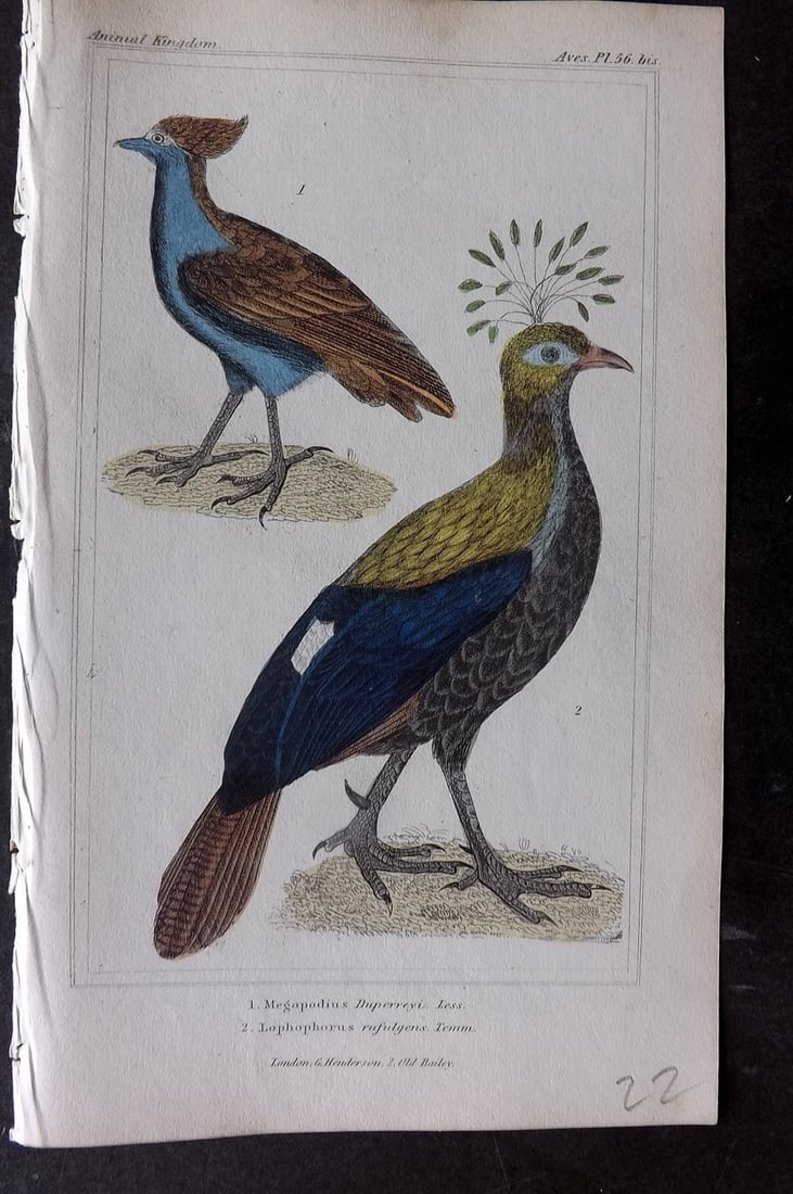 Cuvier, Baron 1837 Hand Col Bird Print. Megapodius & Lophophorus 56: Hand Colored Etchings/Engravings Published 1834-37, London for "The Animal Kingdom" by the Baron Georges Cuvier. Paper Size: 8 x 5 inch (21 x 13cm) Good Condition