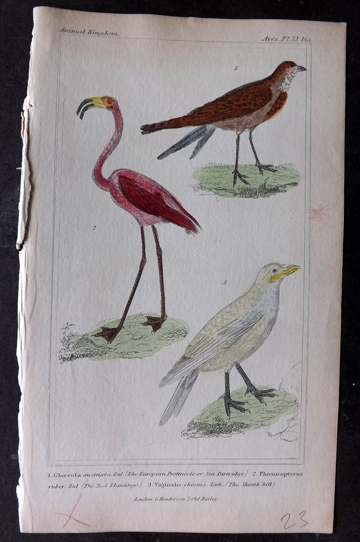 Cuvier, Baron 1837 Hand Col Bird Print. Red Flamingo, Pratinccole, Sheath Bill 71*: Hand Colored Etchings/Engravings Published 1834-37, London for "The Animal Kingdom" by the Baron Georges Cuvier. Paper Size: 8 x 5 inch (21 x 13cm) Tiny mark in bottom margin. Good Condition