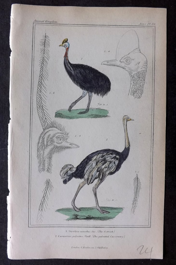 Cuvier, Baron 1837 Hand Col Bird Print. Ostrich, Galeated Cassowary 83: Hand Colored Etchings/Engravings Published 1834-37, London for "The Animal Kingdom" by the Baron Georges Cuvier. Paper Size: 8 x 5 inch (21 x 13cm) Good Condition