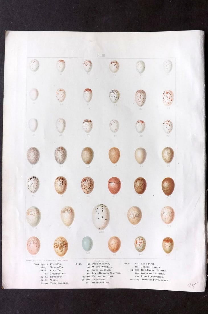 Frohawk, Frederick 1898 Folio Bird Egg Print. Tits, Wagtail, Shrike, Pipit: Chromolithograph Published 1896-98, London for "British Birds with their Nests and Eggs" by Arthur G. Butler. Illustrated by Frederick William Frohawk. Paper Size: 12 x 9.5 inch (30 x 24cm) Good Condi