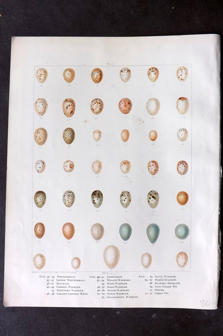 Frohawk, Frederick 1898 Folio Bird Egg Print. Warbler, Chiffchaff, Sparrow, Wren, Tit: Chromolithograph Published 1896-98, London for "British Birds with their Nests and Eggs" by Arthur G. Butler. Illustrated by Frederick William Frohawk. Paper Size: 12 x 9.5 inch (30 x 24cm) Very minor
