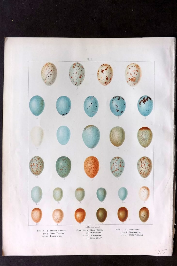 Frohawk, Frederick 1898 Folio Bird Egg Print. Thrush, Blackbird, Redstart, Stonechat, Redbreast (1 of 1)