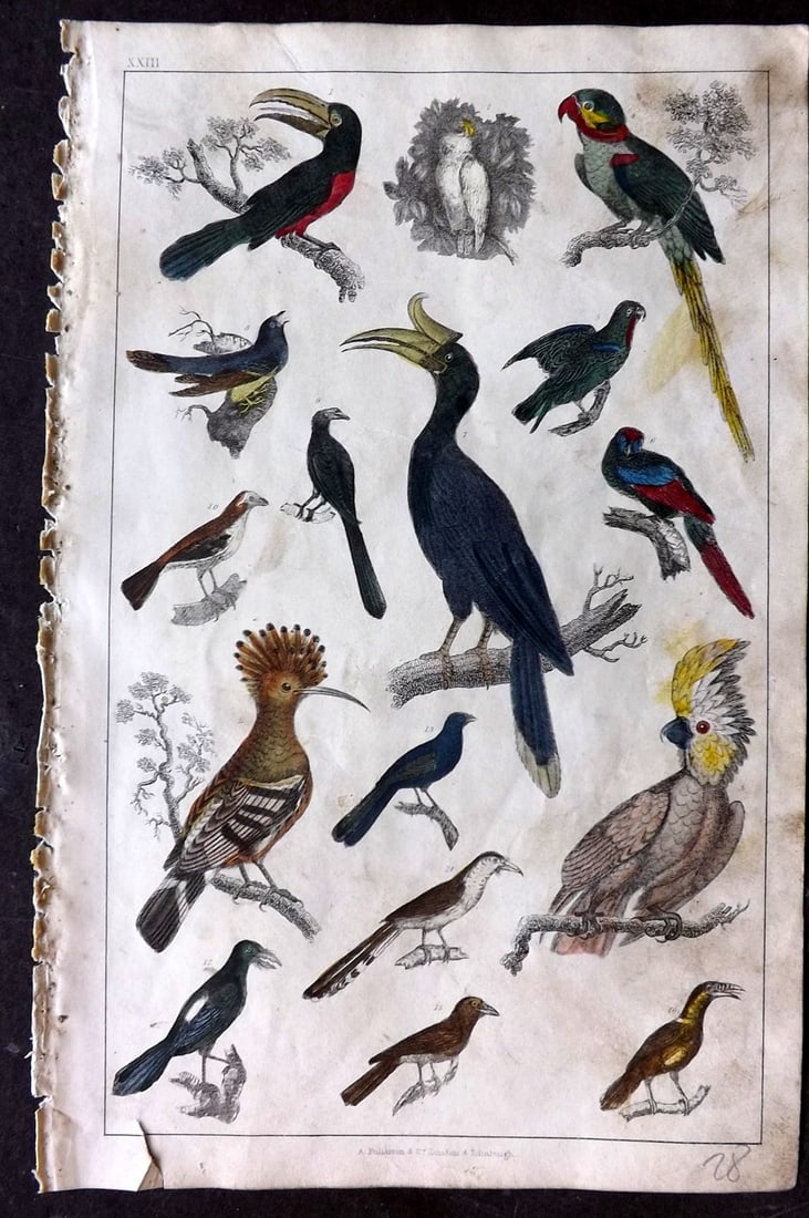 Goldsmith 1847 Hand Col Bird Print. Toucan, Cockatoo, Parrot, Parakeet, Cuckoo, Hornbill etc: Hand Colored Etching/Engraving Published 1847 by A. Fullarton & Co., London for "A History of the Earth and Animated Nature" by Oliver Goldsmith. Paper Size: 10 x 6 inch (25 x 16cm) Some toning/minor 