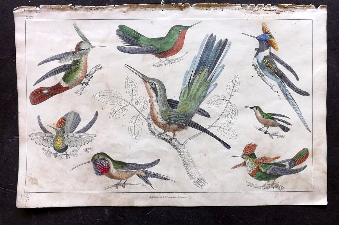 Goldsmith 1847 Hand Col Bird Print. Hummingbirds 25: Hand Colored Etching/Engraving Published 1847 by A. Fullarton & Co., London for "A History of the Earth and Animated Nature" by Oliver Goldsmith. Paper Size: 10 x 6 inch (25 x 16cm) Some toning/minor 