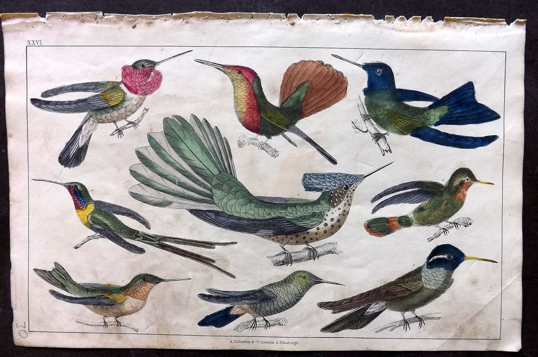 Goldsmith 1847 Hand Col Bird Print. Hummingbirds 26: Hand Colored Etching/Engraving Published 1847 by A. Fullarton & Co., London for "A History of the Earth and Animated Nature" by Oliver Goldsmith. Paper Size: 10 x 6 inch (25 x 16cm) Some toning/minor 