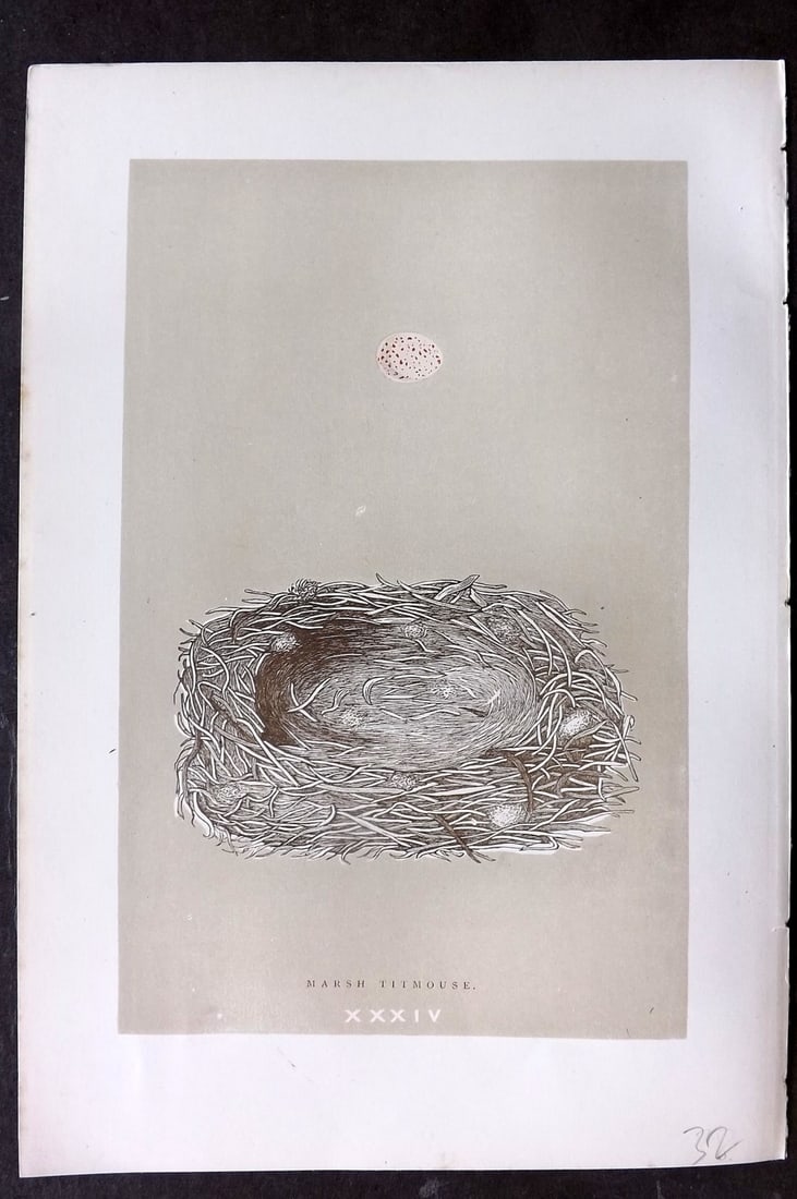 Morris, Francis 1896 Antique Bird Nest Print. Marsh Titmouse 34: Woodblocks Published 1870, London for "A Natural History of the Nests and Eggs of British Birds" By the Rev. Francis Orpen Morris, printed Benjamin Fawcett. Paper Size: 10 x 7 nch (26 x 18cm) Good Con