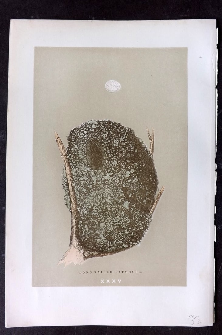 Morris, Francis 1896 Antique Bird Nest Print. Long Tailed Titmouse 35: Woodblocks Published 1870, London for "A Natural History of the Nests and Eggs of British Birds" By the Rev. Francis Orpen Morris, printed Benjamin Fawcett. Paper Size: 10 x 7 nch (26 x 18cm) Good Con