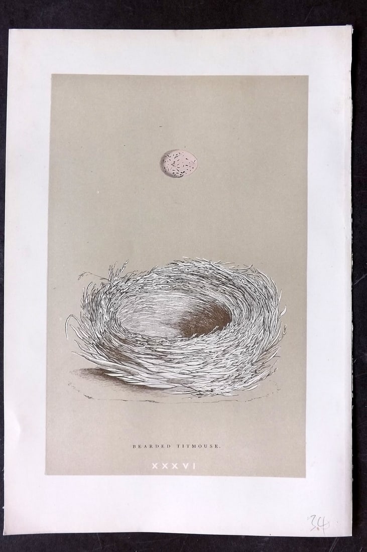 Morris, Francis 1896 Antique Bird Nest Print. Bearded Titmouse 36: Woodblocks Published 1870, London for "A Natural History of the Nests and Eggs of British Birds" By the Rev. Francis Orpen Morris, printed Benjamin Fawcett. Paper Size: 10 x 7 nch (26 x 18cm) Good Con