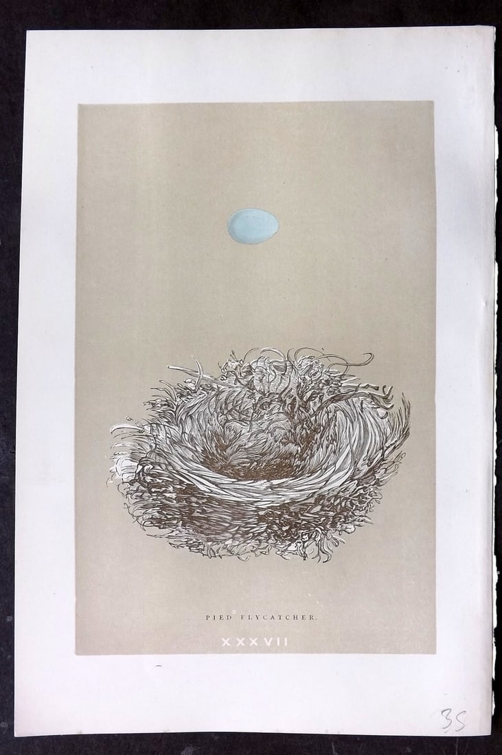 Morris, Francis 1896 Antique Bird Nest Print. Pied Flycatcher 37: Woodblocks Published 1870, London for "A Natural History of the Nests and Eggs of British Birds" By the Rev. Francis Orpen Morris, printed Benjamin Fawcett. Paper Size: 10 x 7 nch (26 x 18cm) Good Con