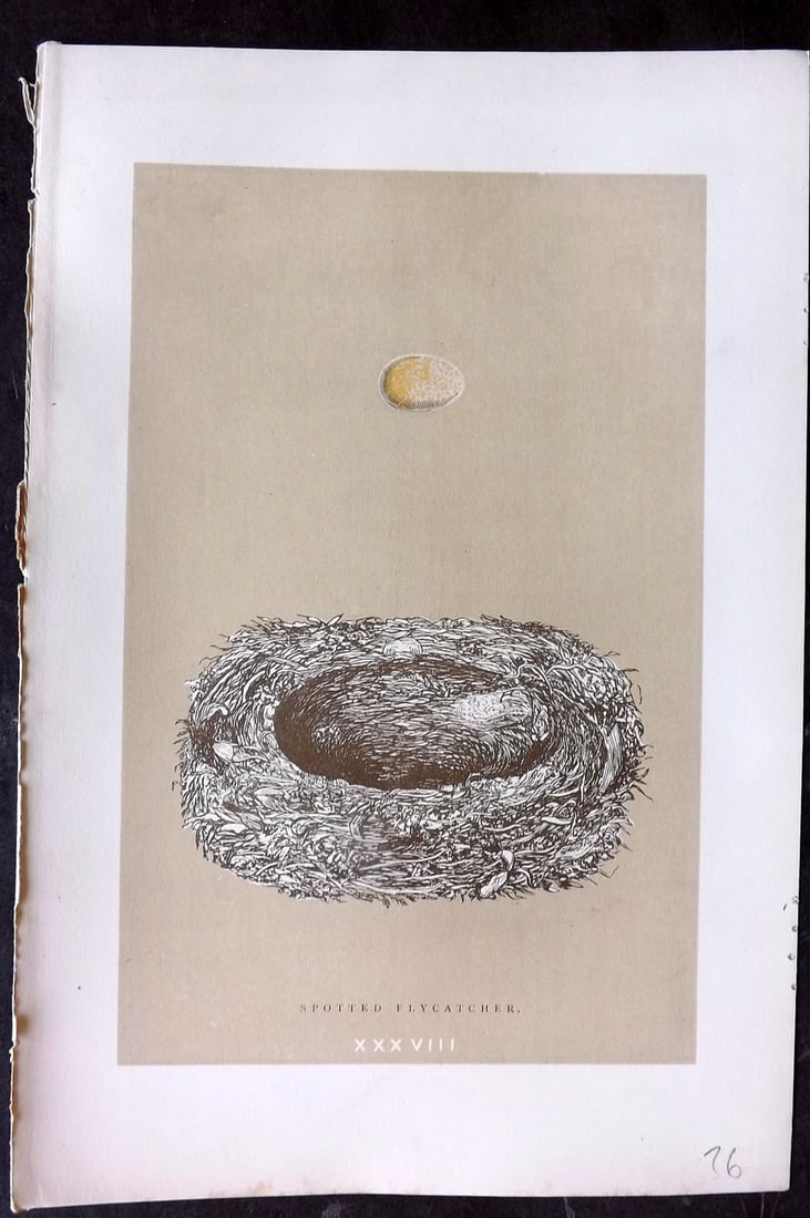 Morris, Francis 1896 Antique Bird Nest Print. Spotted Flycatcher 38: Woodblocks Published 1870, London for "A Natural History of the Nests and Eggs of British Birds" By the Rev. Francis Orpen Morris, printed Benjamin Fawcett. Paper Size: 10 x 7 nch (26 x 18cm) Good Con