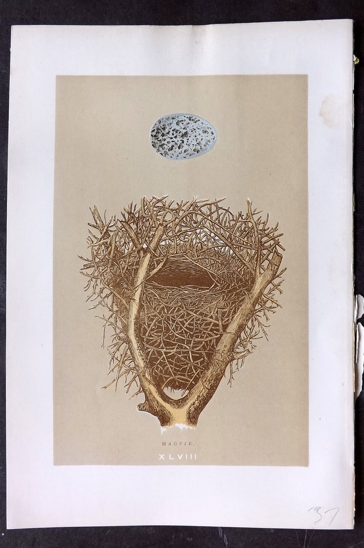 Morris, Francis 1896 Antique Bird Nest Print. Magpie 48: Woodblocks Published 1870, London for "A Natural History of the Nests and Eggs of British Birds" By the Rev. Francis Orpen Morris, printed Benjamin Fawcett. Paper Size: 10 x 7 nch (26 x 18cm) Good Con