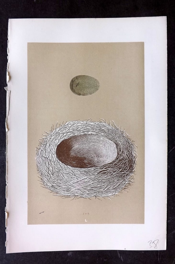 Morris, Francis 1896 Antique Bird Nest Print. Jay 50: Woodblocks Published 1870, London for "A Natural History of the Nests and Eggs of British Birds" By the Rev. Francis Orpen Morris, printed Benjamin Fawcett. Paper Size: 10 x 7 nch (26 x 18cm) Good Con