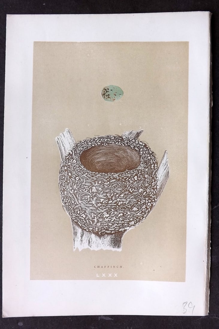 Morris, Francis 1896 Antique Bird Nest Print. Chaffinch 80: Woodblocks Published 1870, London for "A Natural History of the Nests and Eggs of British Birds" By the Rev. Francis Orpen Morris, printed Benjamin Fawcett. Paper Size: 10 x 7 nch (26 x 18cm) Good Con