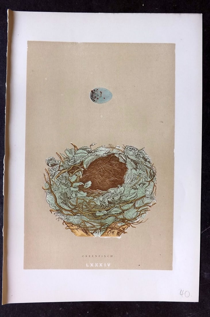 Morris, Francis 1896 Antique Bird Nest Print. Greenfinch 84: Woodblocks Published 1870, London for "A Natural History of the Nests and Eggs of British Birds" By the Rev. Francis Orpen Morris, printed Benjamin Fawcett. Paper Size: 10 x 7 nch (26 x 18cm) Good Con