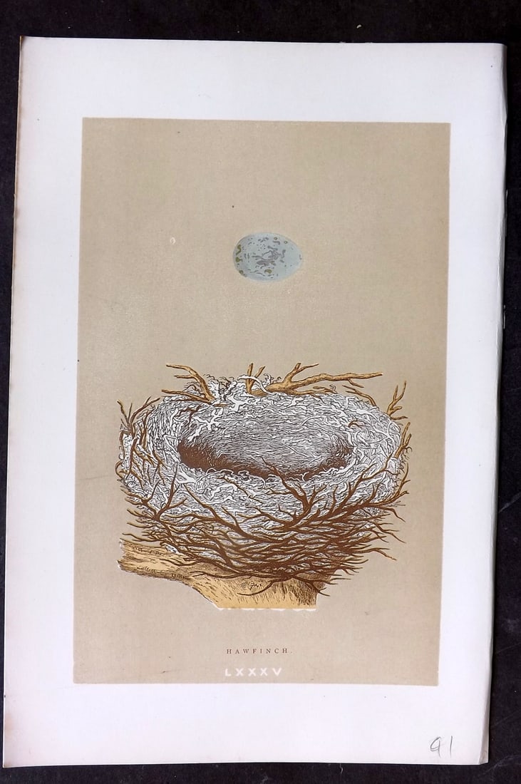 Morris, Francis 1896 Antique Bird Nest Print. Hawfinch 85: Woodblocks Published 1870, London for "A Natural History of the Nests and Eggs of British Birds" By the Rev. Francis Orpen Morris, printed Benjamin Fawcett. Paper Size: 10 x 7 nch (26 x 18cm) Good Con