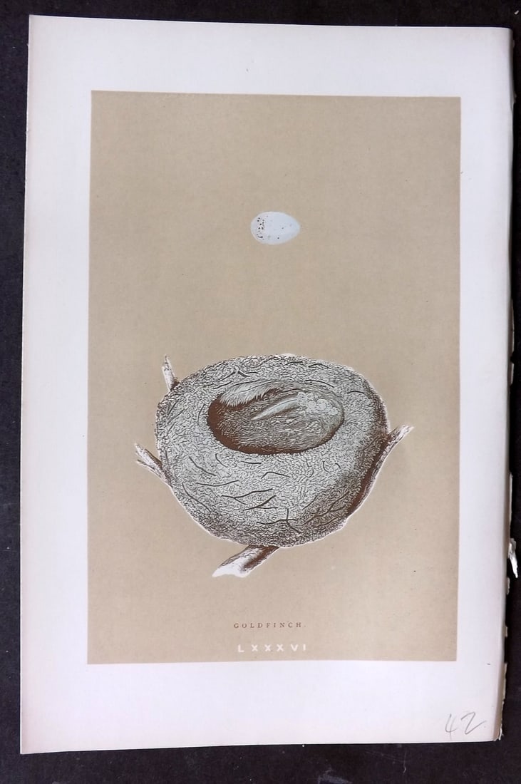 Morris, Francis 1896 Antique Bird Nest Print. Goldfinch 86: Woodblocks Published 1870, London for "A Natural History of the Nests and Eggs of British Birds" By the Rev. Francis Orpen Morris, printed Benjamin Fawcett. Paper Size: 10 x 7 nch (26 x 18cm) Good Con