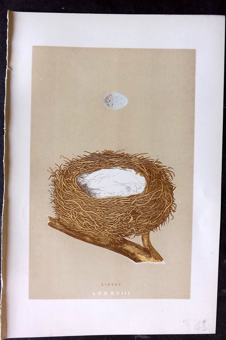 Morris, Francis 1896 Antique Bird Nest Print. Linnet 88: Woodblocks Published 1870, London for "A Natural History of the Nests and Eggs of British Birds" By the Rev. Francis Orpen Morris, printed Benjamin Fawcett. Paper Size: 10 x 7 nch (26 x 18cm) Good Con