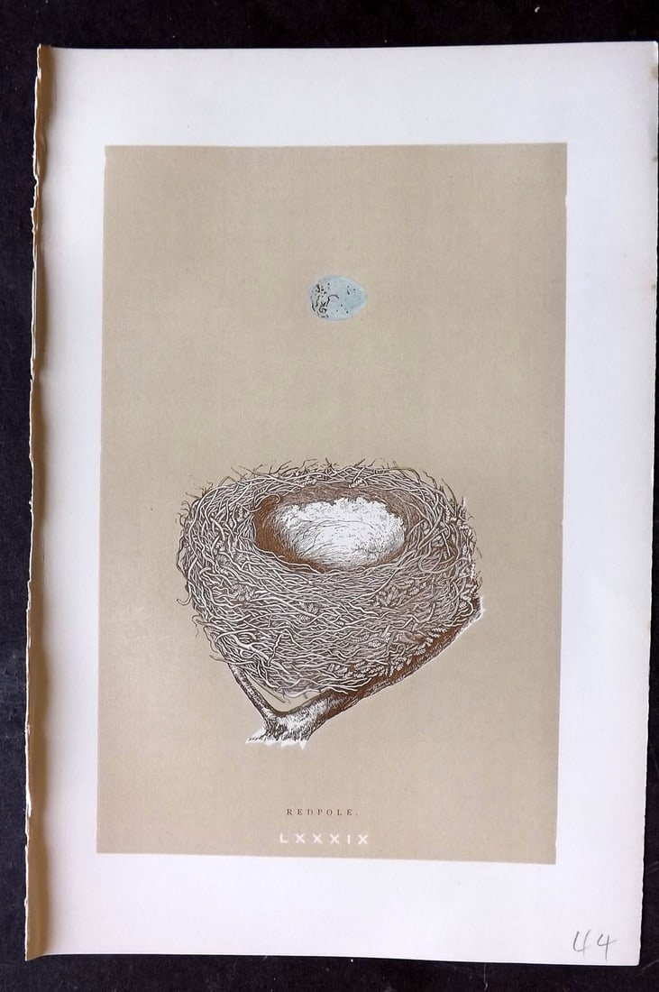Morris, Francis 1896 Antique Bird Nest Print. Redpole 89: Woodblocks Published 1870, London for "A Natural History of the Nests and Eggs of British Birds" By the Rev. Francis Orpen Morris, printed Benjamin Fawcett. Paper Size: 10 x 7 nch (26 x 18cm) Good Con