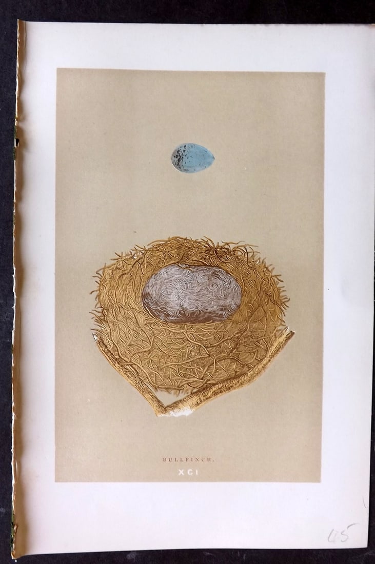 Morris, Francis 1896 Antique Bird Nest Print. Bullfinch 91: Woodblocks Published 1870, London for "A Natural History of the Nests and Eggs of British Birds" By the Rev. Francis Orpen Morris, printed Benjamin Fawcett. Paper Size: 10 x 7 nch (26 x 18cm) Good Con