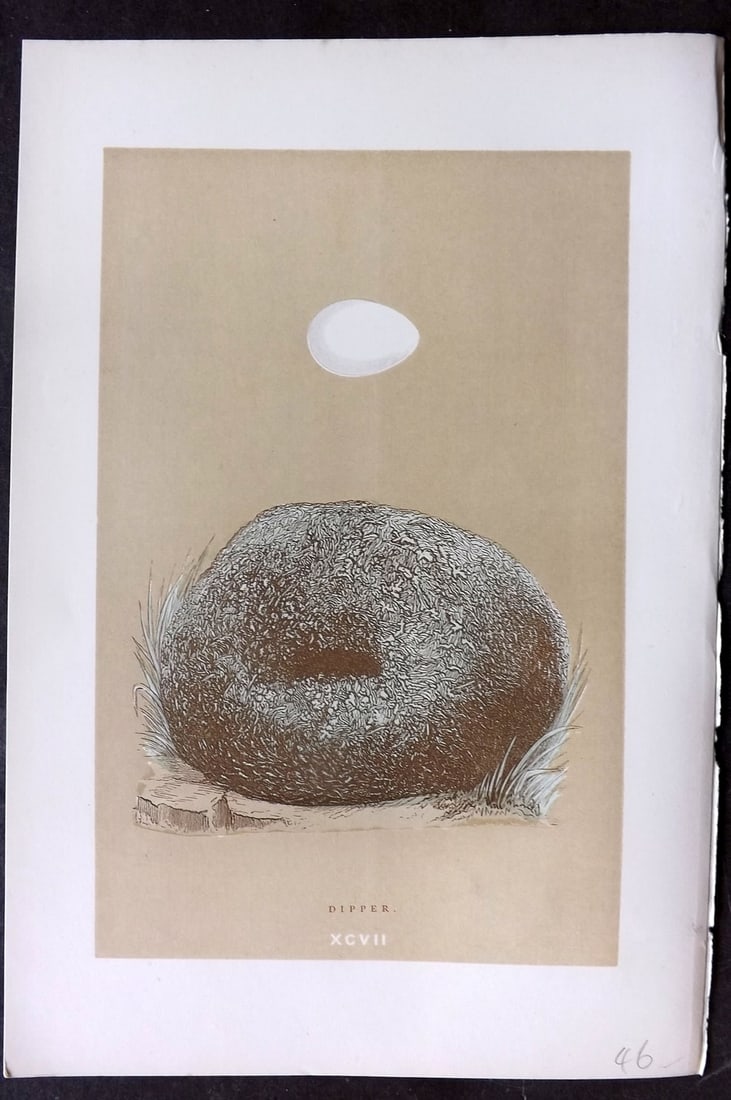 Morris, Francis 1896 Antique Bird Nest Print. Dipper 97: Woodblocks Published 1870, London for "A Natural History of the Nests and Eggs of British Birds" By the Rev. Francis Orpen Morris, printed Benjamin Fawcett. Paper Size: 10 x 7 nch (26 x 18cm) Good Con