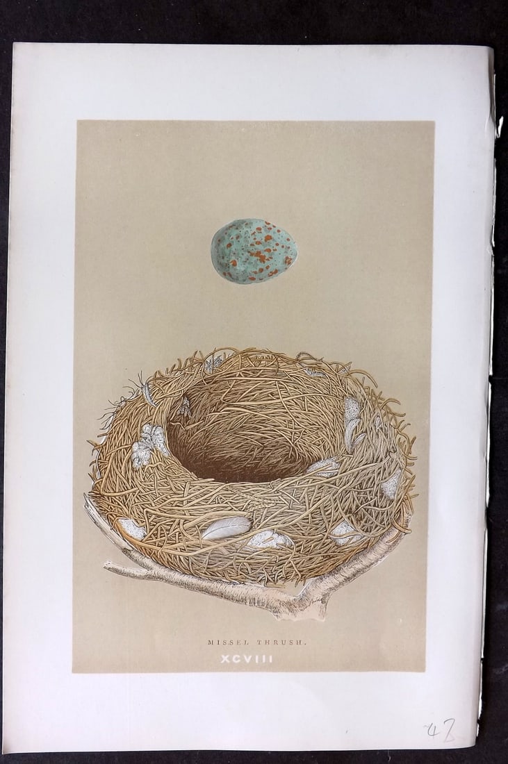 Morris, Francis 1896 Antique Bird Nest Print. Missel Thrush 98 (1 of 1)