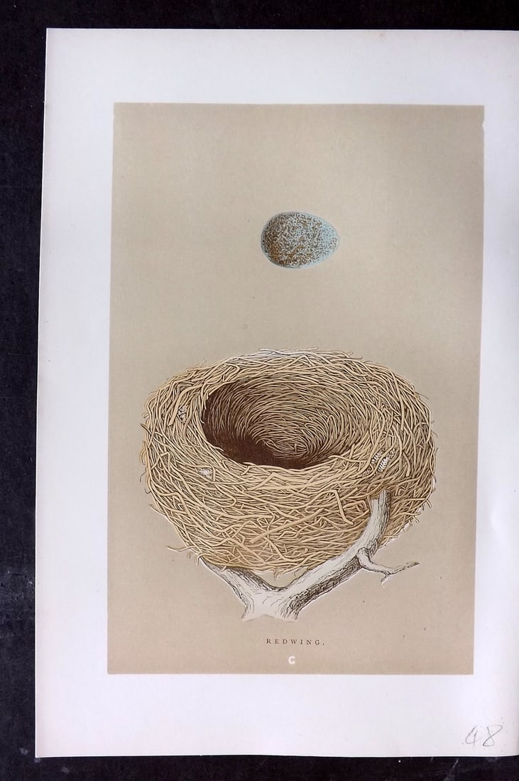 Morris, Francis 1896 Antique Bird Nest Print. Redwing 100: Woodblocks Published 1870, London for "A Natural History of the Nests and Eggs of British Birds" By the Rev. Francis Orpen Morris, printed Benjamin Fawcett. Paper Size: 10 x 7 nch (26 x 18cm) Good Con