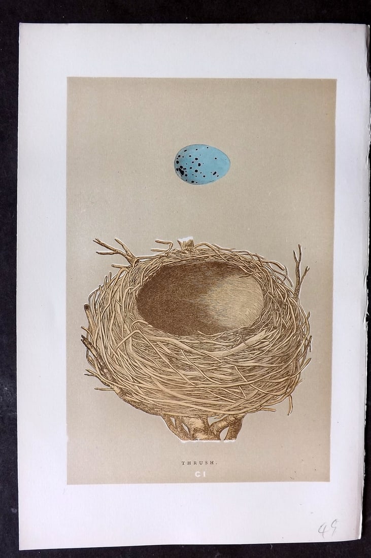 Morris, Francis 1896 Antique Bird Nest Print. Thrush 101 (1 of 1)