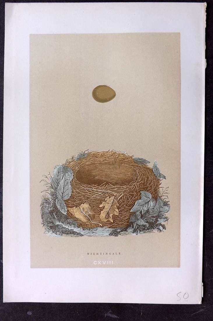 Morris, Francis 1896 Antique Bird Nest Print. Nightingale 118: Woodblocks Published 1870, London for "A Natural History of the Nests and Eggs of British Birds" By the Rev. Francis Orpen Morris, printed Benjamin Fawcett. Paper Size: 10 x 7 nch (26 x 18cm) Good Con