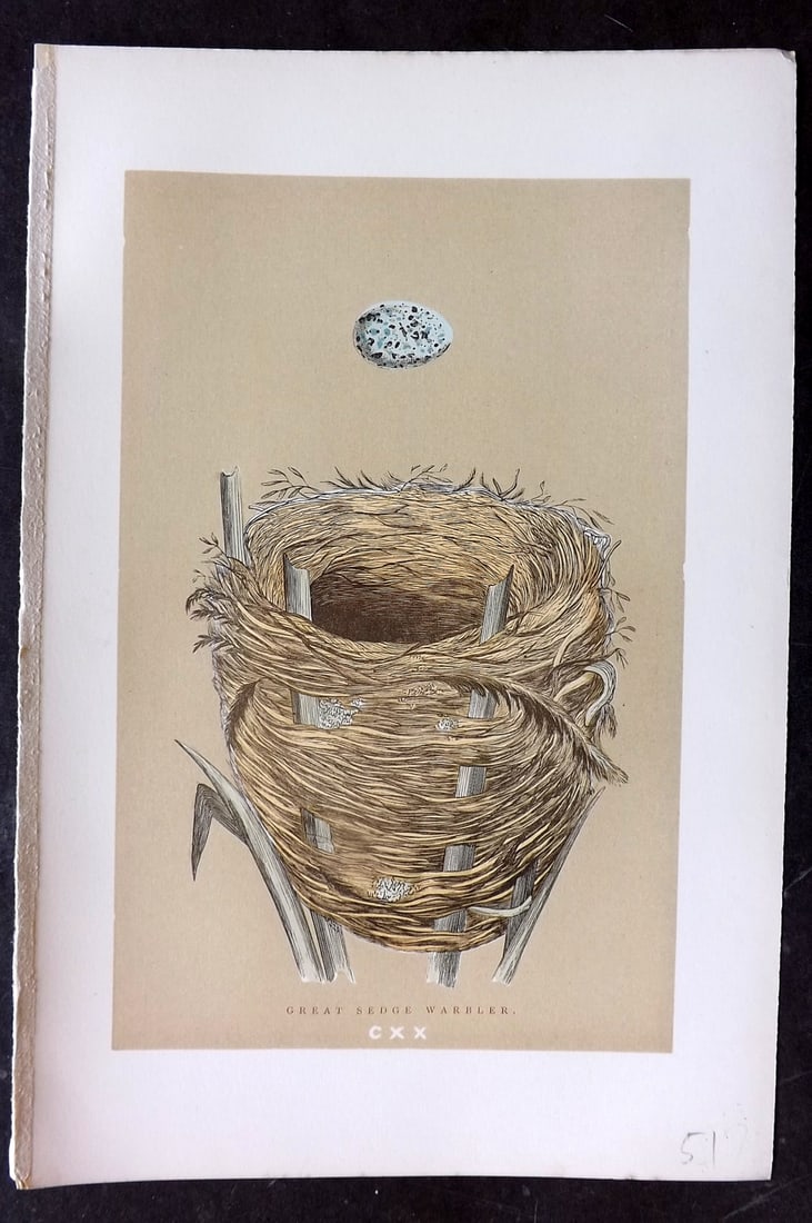 Morris, Francis 1896 Antique Bird Nest Print. Great Sedge Warbler 120: Woodblocks Published 1870, London for "A Natural History of the Nests and Eggs of British Birds" By the Rev. Francis Orpen Morris, printed Benjamin Fawcett. Paper Size: 10 x 7 nch (26 x 18cm) Good Con