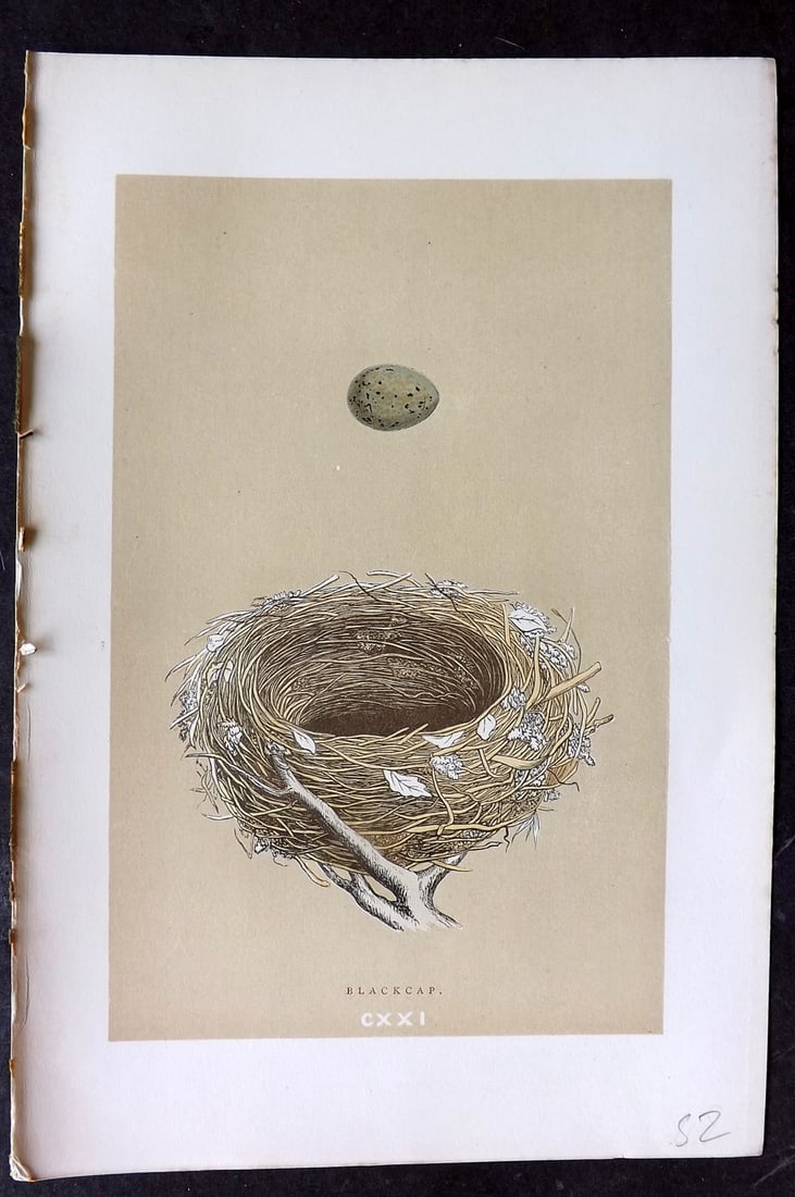 Morris, Francis 1896 Antique Bird Nest Print. Blackcap 121: Woodblocks Published 1870, London for "A Natural History of the Nests and Eggs of British Birds" By the Rev. Francis Orpen Morris, printed Benjamin Fawcett. Paper Size: 10 x 7 nch (26 x 18cm) Good Con