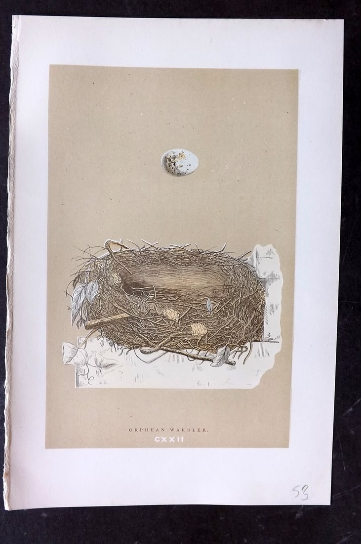 Morris, Francis 1896 Antique Bird Nest Print. Orphean Warbler 122: Woodblocks Published 1870, London for "A Natural History of the Nests and Eggs of British Birds" By the Rev. Francis Orpen Morris, printed Benjamin Fawcett. Paper Size: 10 x 7 nch (26 x 18cm) Good Con