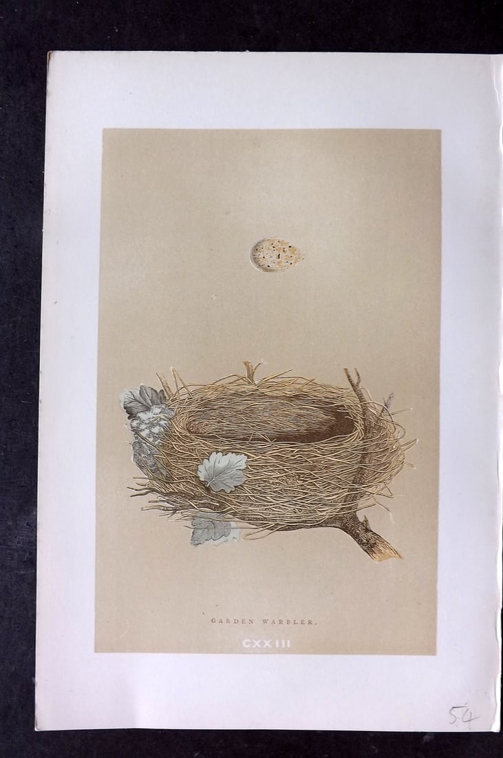 Morris, Francis 1896 Antique Bird Nest Print. Garden Warbler 123: Woodblocks Published 1870, London for "A Natural History of the Nests and Eggs of British Birds" By the Rev. Francis Orpen Morris, printed Benjamin Fawcett. Paper Size: 10 x 7 nch (26 x 18cm) Good Con