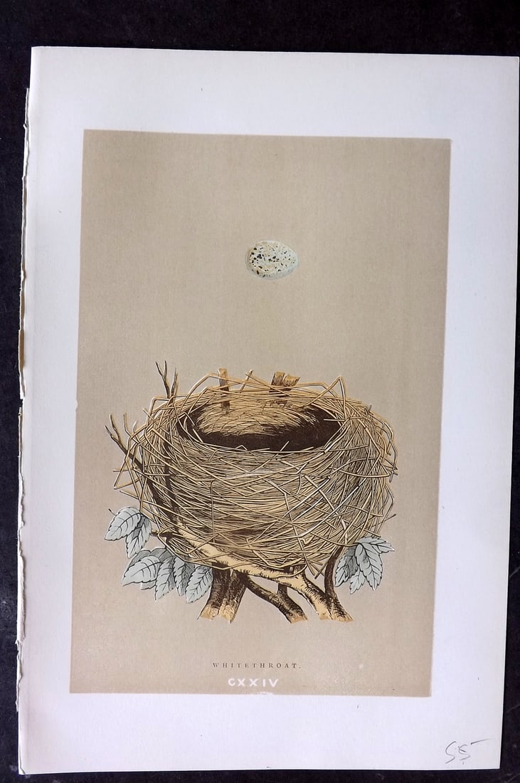 Morris, Francis 1896 Antique Bird Nest Print. Whitethroat 124: Woodblocks Published 1870, London for "A Natural History of the Nests and Eggs of British Birds" By the Rev. Francis Orpen Morris, printed Benjamin Fawcett. Paper Size: 10 x 7 nch (26 x 18cm) Good Con