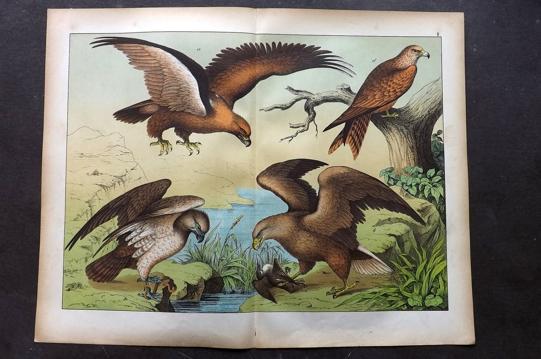 Schubert, Gotthilf C1880 Folio Bird Print. Condor, Griffon, Vulture 01: Folio Lithograph Published C1880, Hecklingen & Munich for "Le Regne Animal" by Gotthilf Heinrich von Schubert. Centre fold as published. Paper Size: 16 x 12.5 ich (40 x 32cm) Good Condition