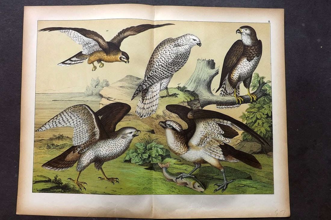 Schubert, Gotthilf C1880 Folio Bird Print. Imoerial Eagle, Buzzard, Red Kite 02: Folio Lithograph Published C1880, Hecklingen & Munich for "Le Regne Animal" by Gotthilf Heinrich von Schubert. Centre fold as published. Paper Size: 16 x 12.5 ich (40 x 32cm) Small bottom margin tear.