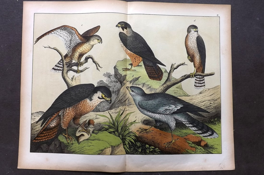 Schubert, Gotthilf C1880 Folio Bird Print. Peregrine & Iceland Falcon, Buzzard 03: Folio Lithograph Published C1880, Hecklingen & Munich for "Le Regne Animal" by Gotthilf Heinrich von Schubert. Centre fold as published. Paper Size: 16 x 12.5 ich (40 x 32cm) Good Condition
